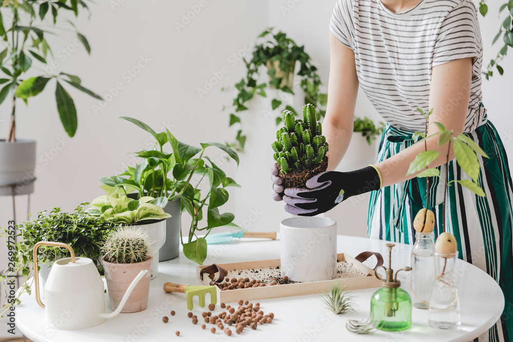 Woman gardeners  transplanting plant in ceramic pots on the white wooden table. Concept of home garden. Spring time. Stylish interior with a lot of plants. Taking care of home plants. Template. - obrazy, fototapety, plakaty 