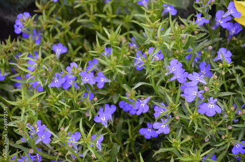 kwiat, roz, charakter, jardin, kwiat, roślin, jary, kwiat, czerwień, zieleń, lato, kwiat, drzew, beuty, piękne, feuille, kwitnienie, kwiatowy, busz, fiolet, flora, feuille, naturalny, ros