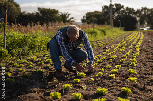 Senior male farmer planting the radish plant in the field