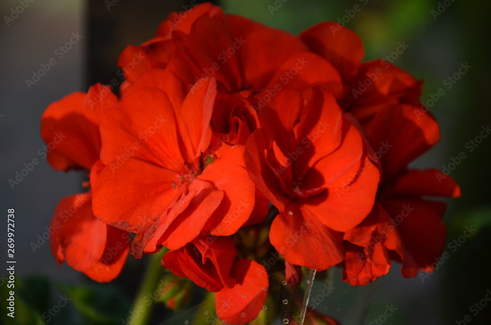 kwiat, roz, charakter, jardin, kwiat, roślin, jary, kwiat, czerwień, zieleń, lato, kwiat, drzew, beuty, piękne, feuille, kwitnienie, kwiatowy, busz, fiolet, flora, feuille, naturalny, ros kwiat, roz, charakter, jardin, kwiat, roślin, jary, kwiat, czerwień, zieleń, lato, kwiat, drzew, beuty, piękne, feuille, kwitnienie, kwiatowy, busz, fiolet, flora, feuille, naturalny, ros