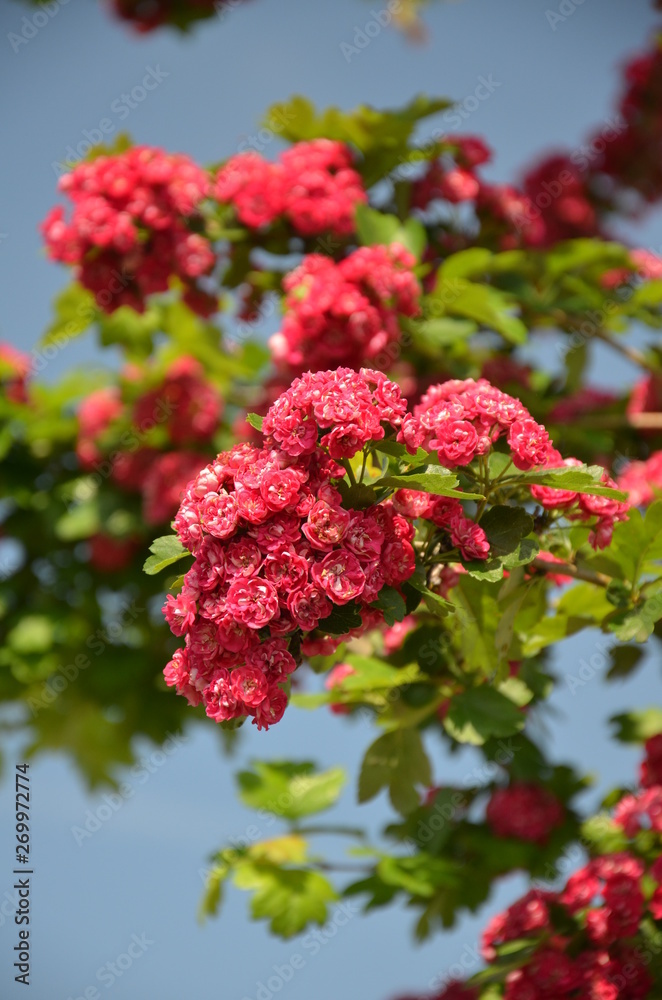 kwiat, roz, charakter, jardin, kwiat, roślin, jary, kwiat, czerwień, zieleń, lato, kwiat, drzew, beuty, piękne, feuille, kwitnienie, kwiatowy, busz, fiolet, flora, feuille, naturalny, ros