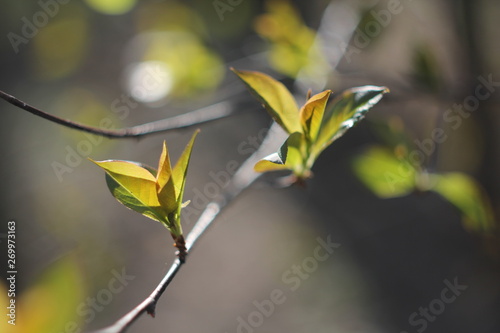 green leaves on a tree