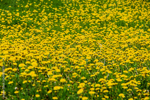 Dandelions field. Nature background. Bee on flower. Yellow dandelions with seeds on green lawn.