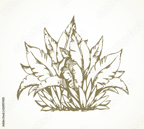Tropical bush. Vector drawing