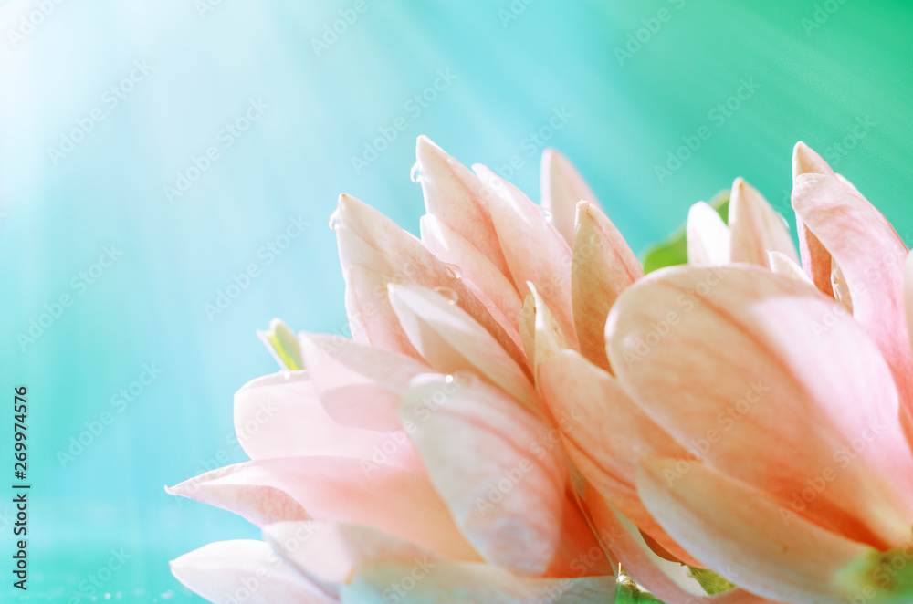 Magnolia blooming flowers with water droplets with summer spring sunshine reflection, Abstract background. Copy space.