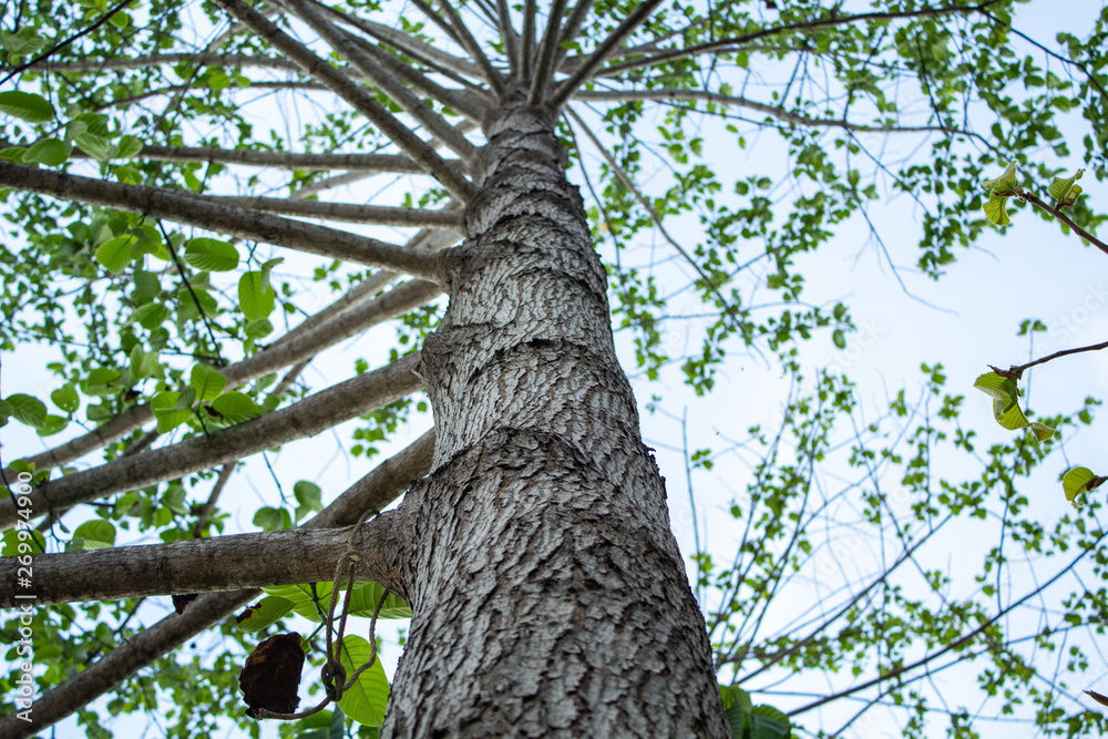 Fototapeta premium tree in the forest