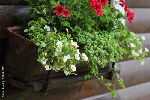 Fototapeta Naklejka Na Ścianę i Meble -  Red and white flowering plants in a flower box in the window sill . Geranium, petunia and bacopa flower growth in pot