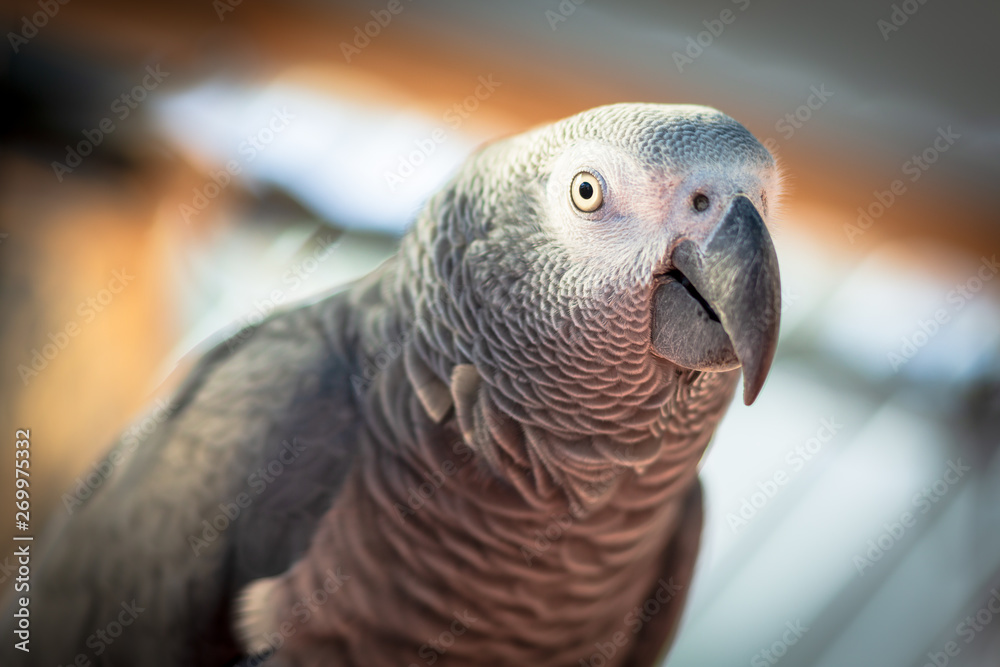 Fototapeta premium portrait of a parrot