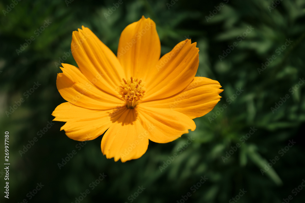 blooming yellow flower in garden, shallow depth of field blooming yellow flower in garden, shallow depth of field