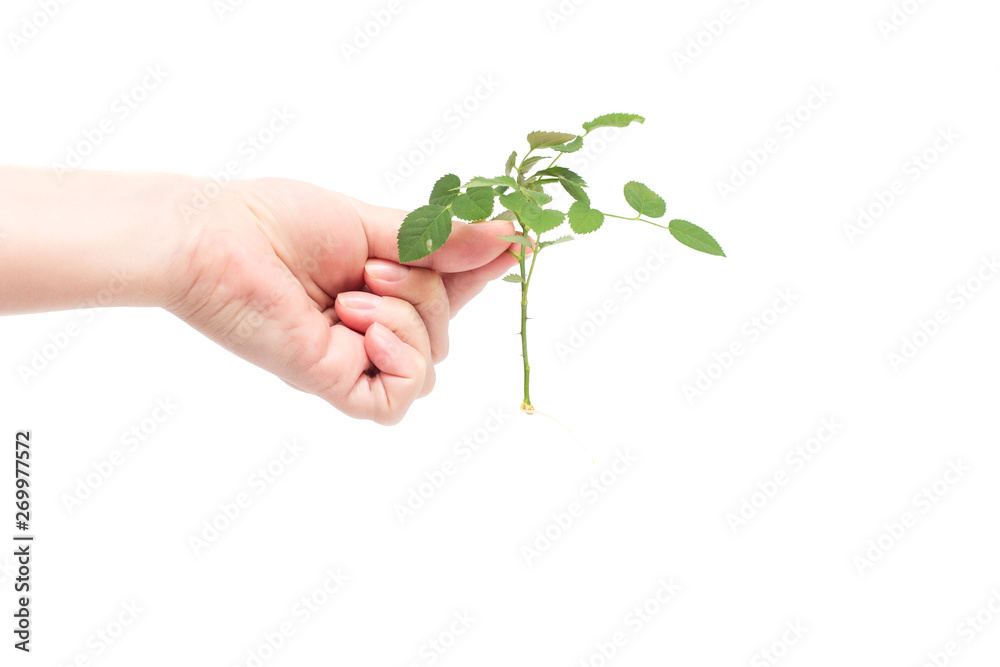 Female hand holds a sprig of roses with a developed root system, planting flowers, white background, isolate Female hand holds a sprig of roses with a developed root system, planting flowers, white background, isolate