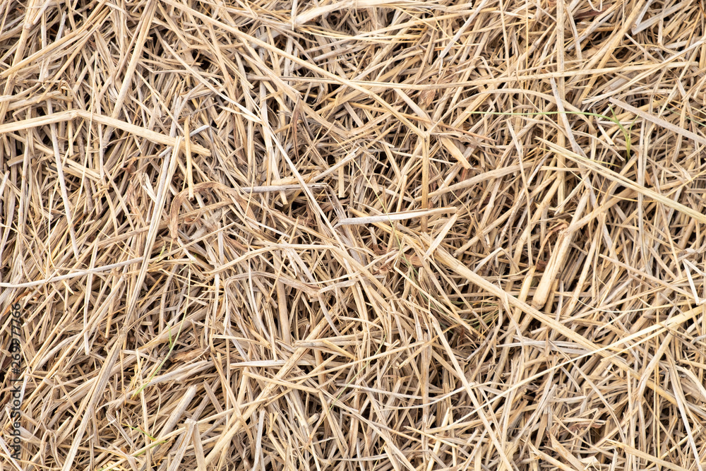 Surface of dry yellow straw grass background texture after havest for abstract background. Surface of dry yellow straw grass background texture after havest for abstract background.