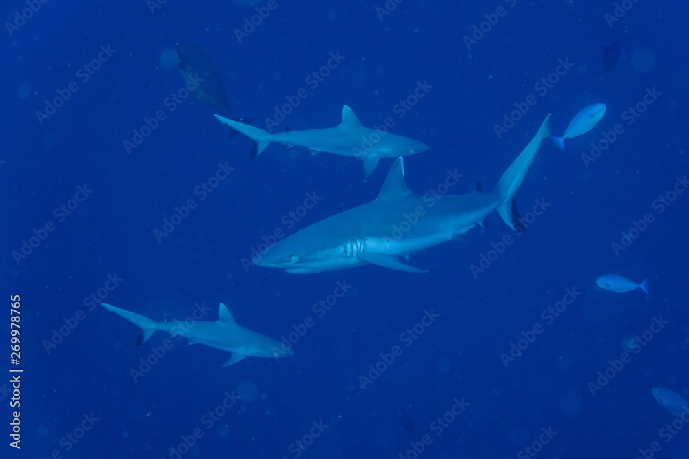 Obraz premium Sharks