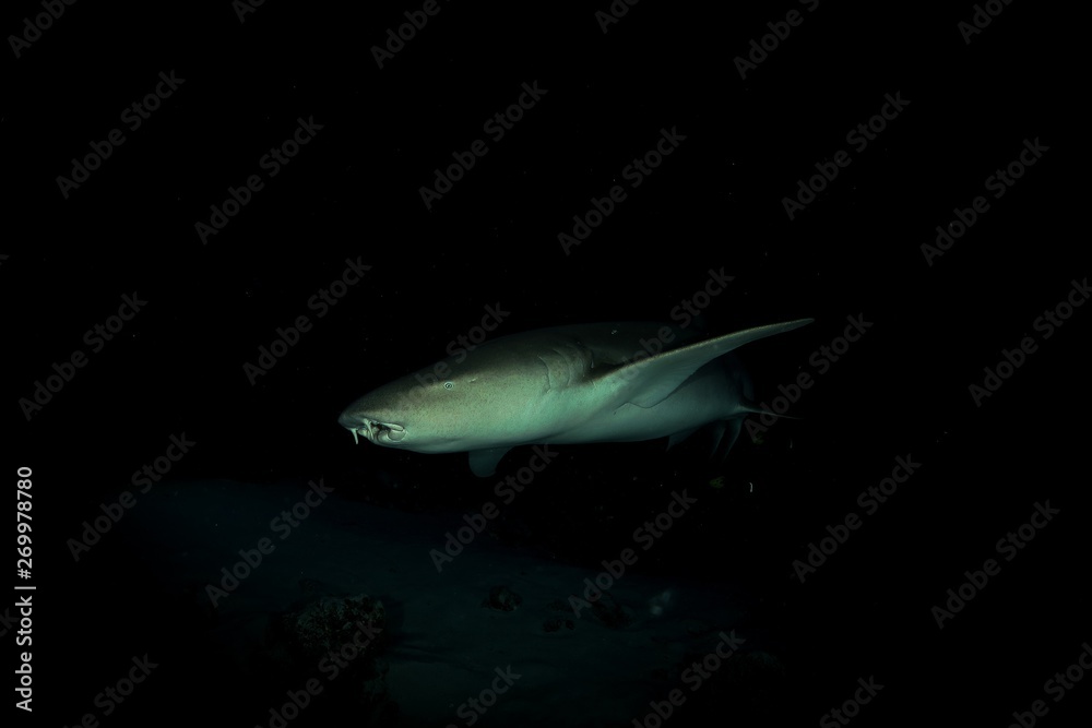 Naklejka premium Nurseshark by night