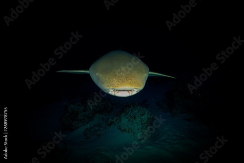 Nurseshark by night photo