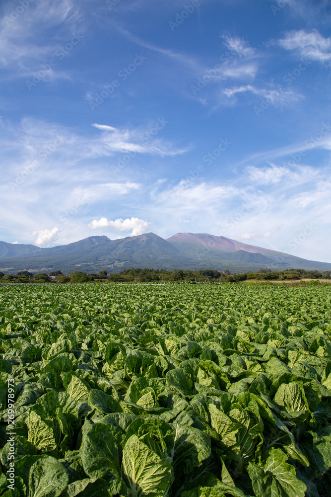 Cabbage field and Mt Asama in summer Nagano Japan