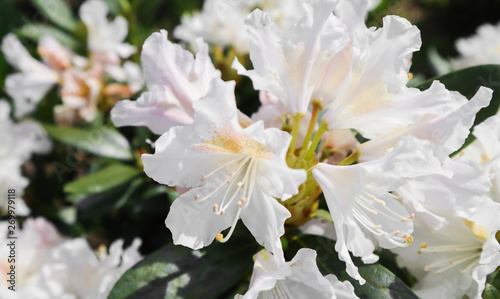 Opening of beautiful white flower of Rhododendron Cunningham's White in spring garden. Gardening concept. Floral background