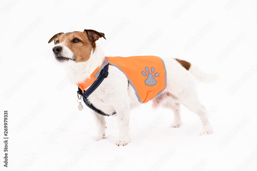 Dog wearing pet safety reflective vest standing on white snow