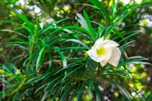 Cascabela thevetia, White oleander, Lucky nut, Lucky Bean, Trumpet Flower (Thevetia Peruviana (Pers.) K.Schum) blooming on tree in the tropical garden of Thailand photo