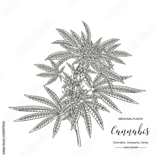 Cannabis sativa or cannabis indica plant. Marijuana leaves and seeds. Medical herbs. Botanical vector illustration.