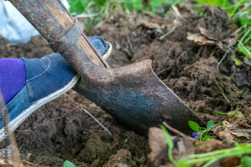 Gardener digging in the garden. Soil preparation for planting in spring. Gardening. Dig a shovel