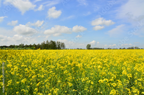 pole rzepaku, piękny krajobraz