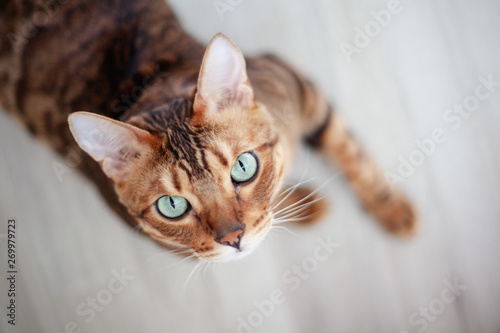 Fototapeta Naklejka Na Ścianę i Meble -  Beautiful red Bengal cat with bright green eyes, sitting on the floor, shot from above