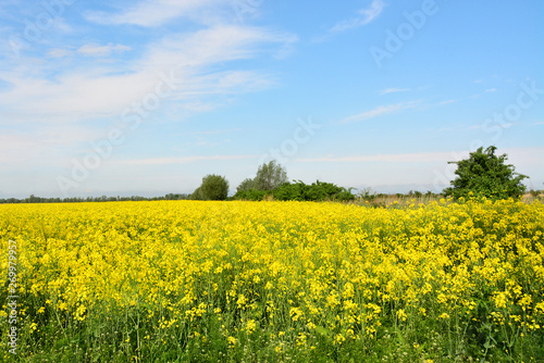 pole rzepaku, piękny krajobraz © VinyLove Foto