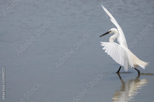 Little egret, egretta garzetta, stanging in water and spreading wings, Camargue, France photo
