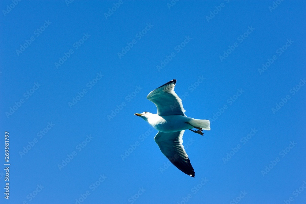 Obraz premium Soaring Seagull searching for food
