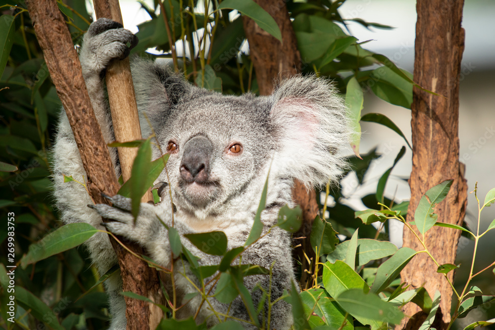 Obraz premium Cute Australian Koala resting during the day.