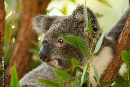 Fototapeta Naklejka Na Ścianę i Meble -  Cute Australian Koala resting during the day.