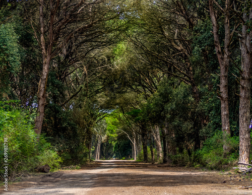 Scenic avenue of pine trees in the Natural Park of Migliarino San Rossore Massaciuccoli. Near Pisa, in Tuscany, Italy. photo