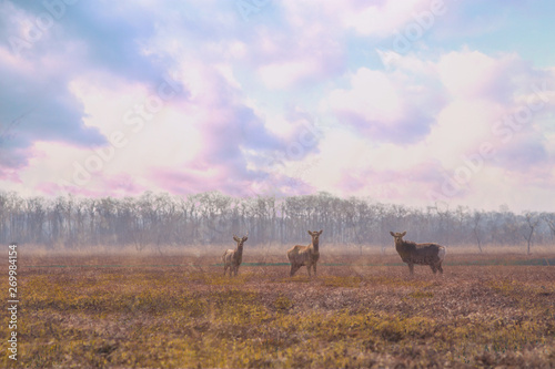 Wild Hokkaido deer at dawn in Kushiro Japan