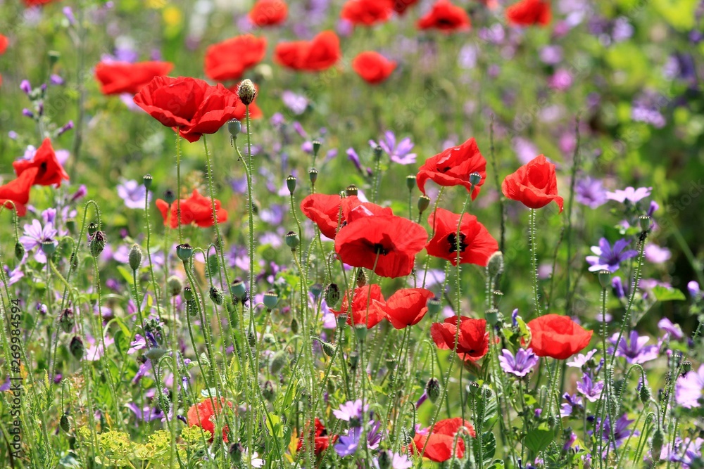 Red poppies blooming in the meadow in the spring. Tyulenovo, Bulgaria.