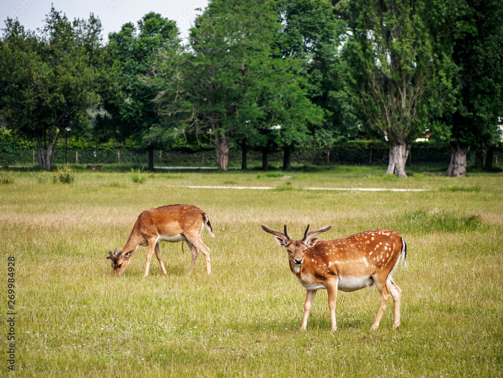 Young fallow deer in San Rossore Park, Pisa, Tuscany, Italy. Young fallow deer in San Rossore Park, Pisa, Tuscany, Italy.
