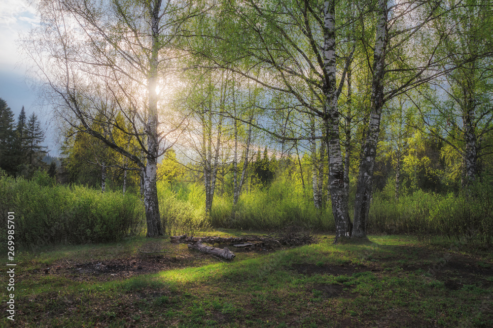 young foliage of a birch grove, illuminated by the spring sun young foliage of a birch grove, illuminated by the spring sun