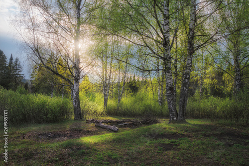 young foliage of a birch grove  illuminated by the spring sun