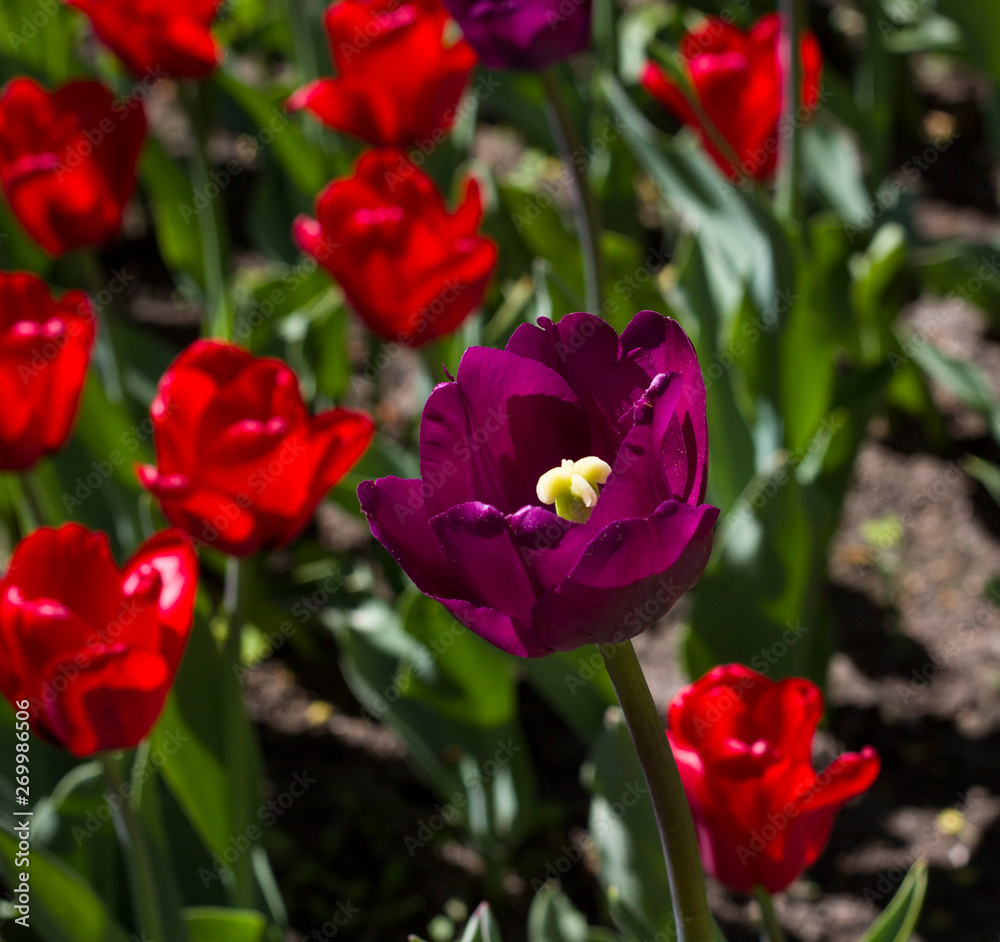 flower bed with large bright multicolored tulips lit by the sun flower bed with large bright multicolored tulips lit by the sun