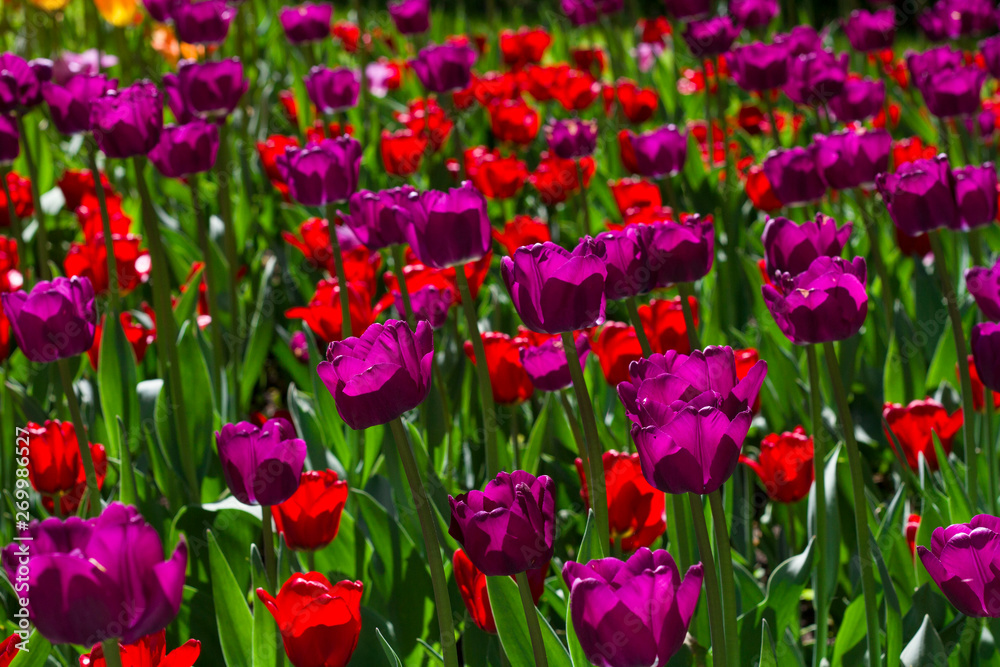 meadow with bright multicolored tulips lit by the spring sunshine