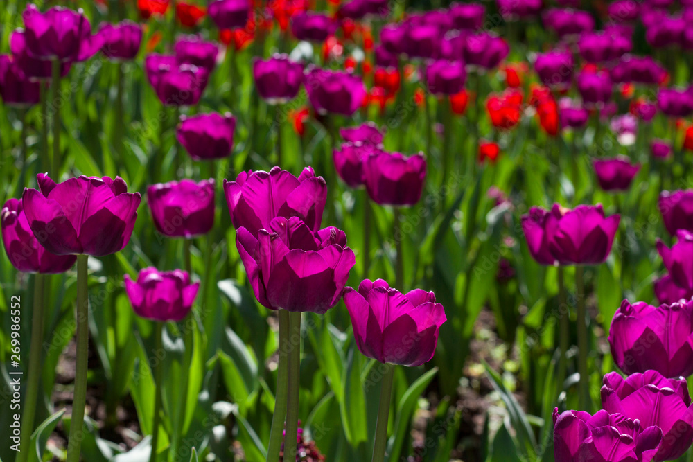 glade with large bright multicolored tulips lit by the sun. glade with large bright multicolored tulips lit by the sun.