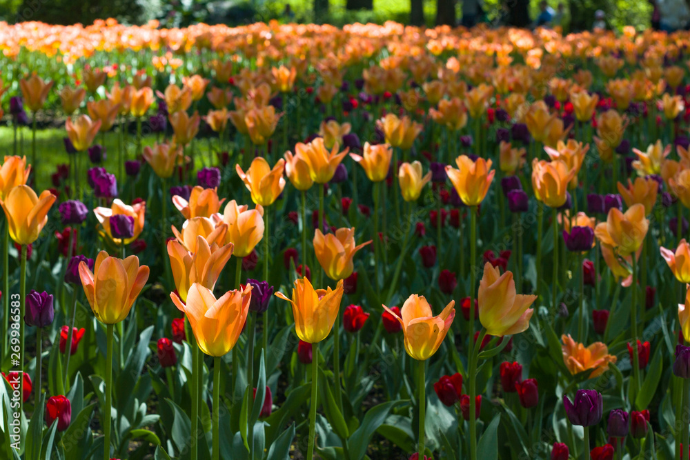 flower bed with large bright multicolored tulips lit by the sun flower bed with large bright multicolored tulips lit by the sun