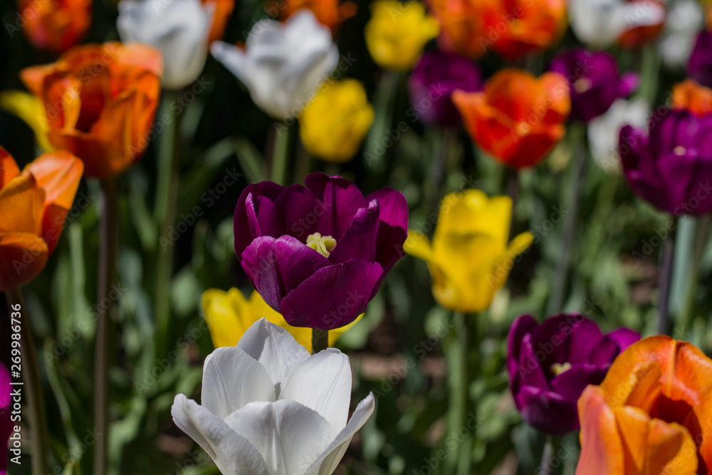 meadow with bright multicolored tulips lit by the spring sunshine