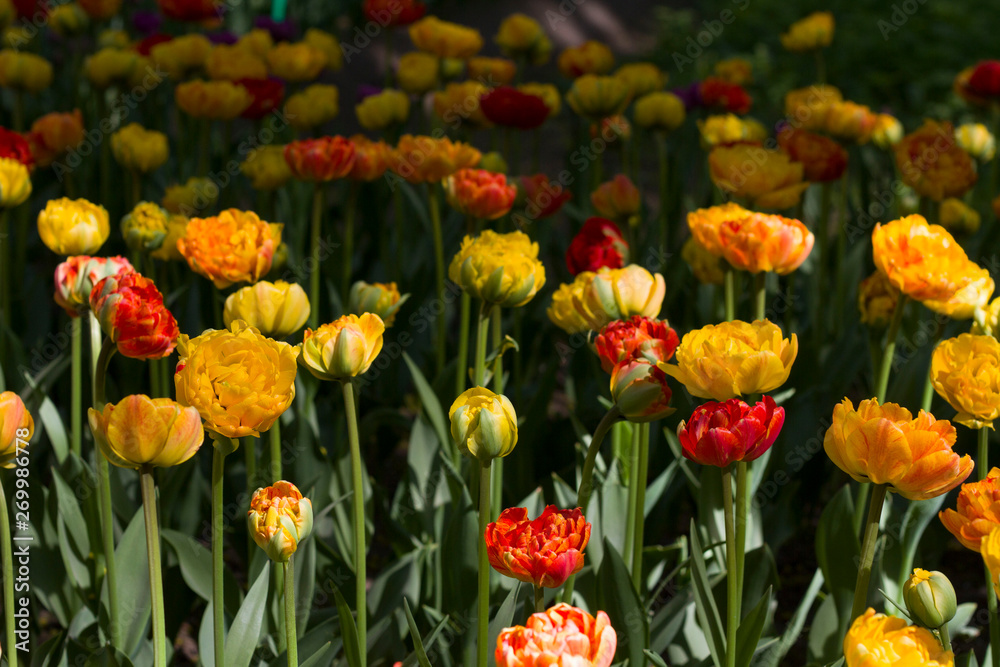 Fototapeta premium glade with large bright multicolored tulips lit by the sun.