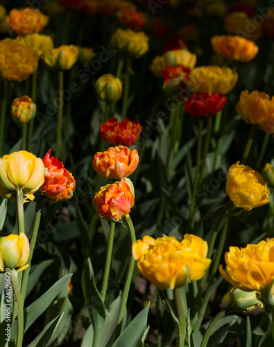glade with large bright multicolored tulips lit by the sun.