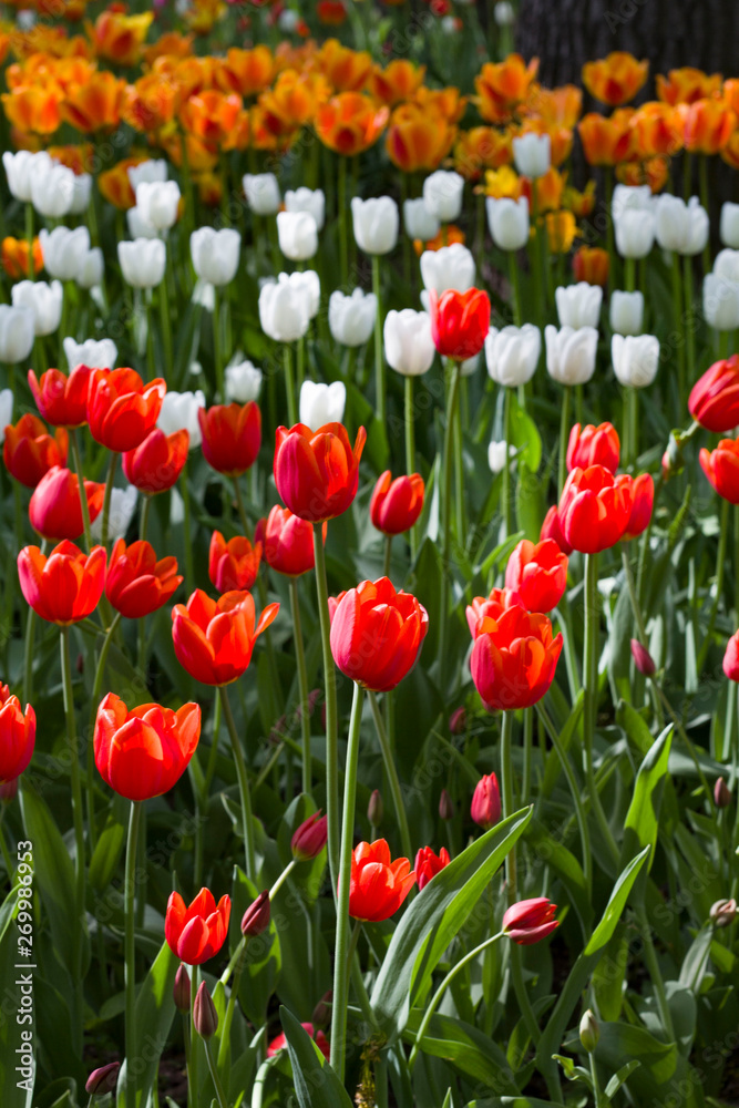meadow with bright multicolored tulips lit by the spring sunshine meadow with bright multicolored tulips lit by the spring sunshine