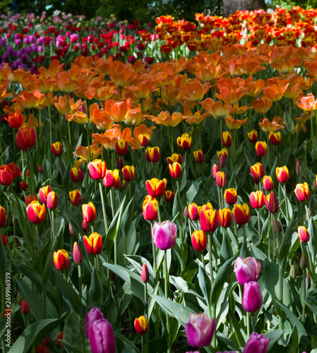 meadow with bright multicolored tulips lit by the spring sunshine