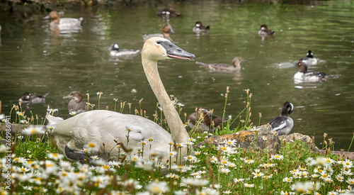 Canvas Print Swan beside lake with background of ducks, England, United Kingdom