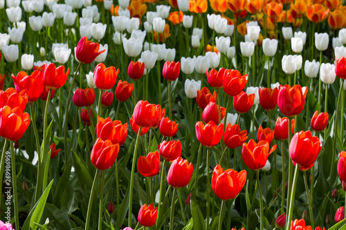 meadow with bright multicolored tulips lit by the spring sunshine