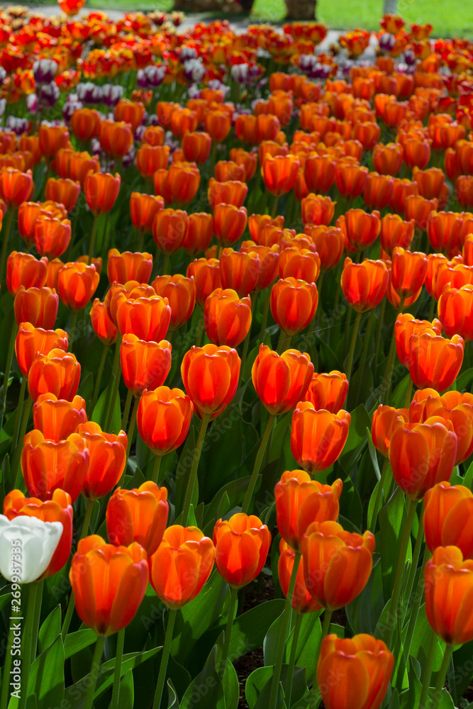 large red-yellow tulips lit by the sun