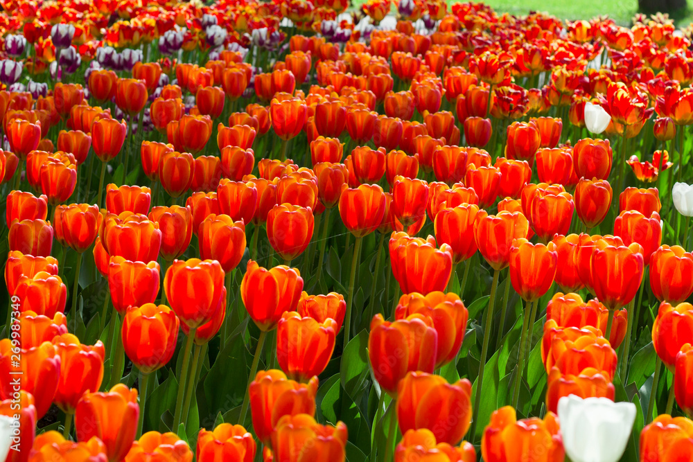 beautiful meadow covered with lots of tulips on a blurred background of flowers.